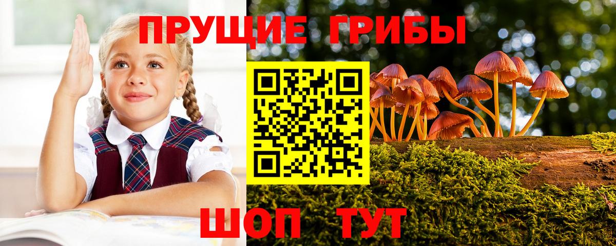 Сибай  Псилоцибиновые грибы Psilocybine cubensis  Вход с VPN 